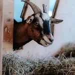 Auerhias Апартаменты *