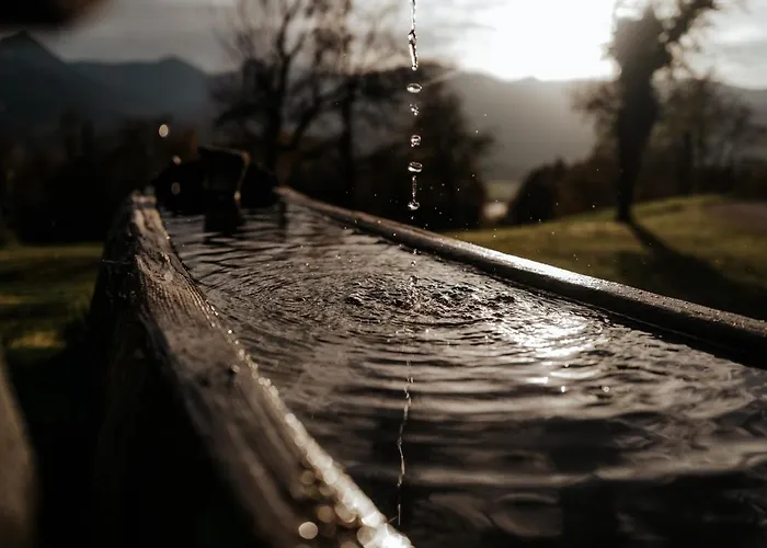 Auerhias * Saint Wolfgang