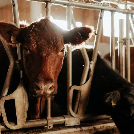 Auerhias Apartamento