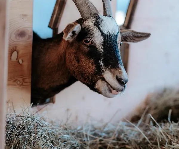 Auerhias アパート *