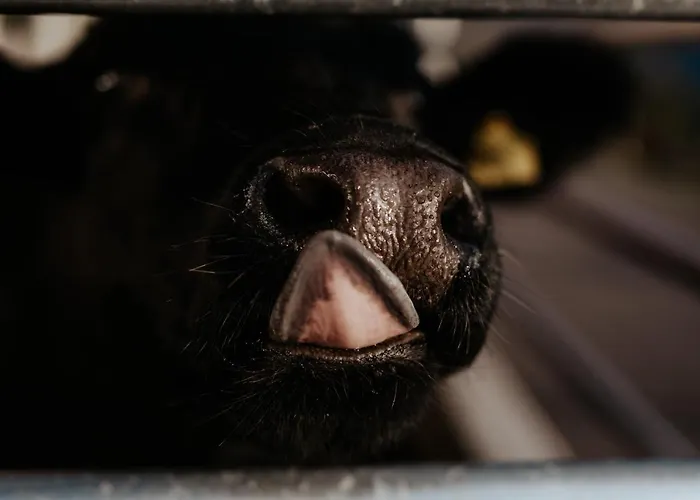 アパート Auerhias